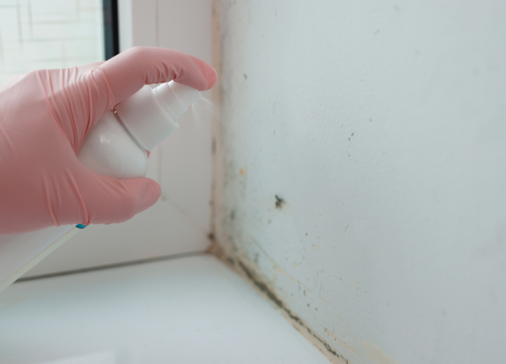 How can you prevent mold after a water intrusion?